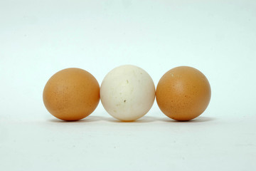 egg isolated
