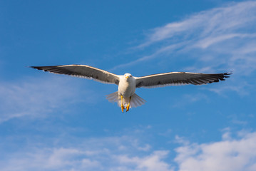 Seagull flying over the Sea.