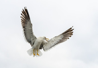 Seagull flying over the White sea.
