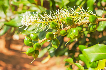 Green macadamia