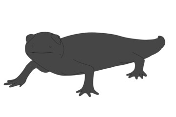 2d cartoon image of salamander