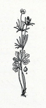 Goldilocks buttercup (Ranunculus auricomus)