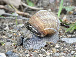 Burgundy snail (Helix pomatia)