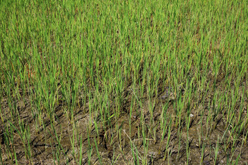 rice sprouts in the paddy field