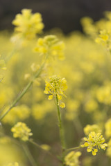 Yellow flowers blossoming in spring time, natural background
