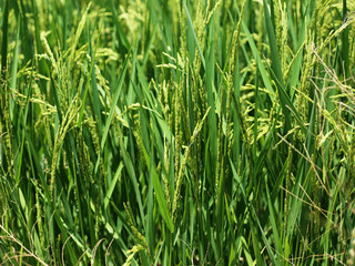 Rice in rice field in Thailand