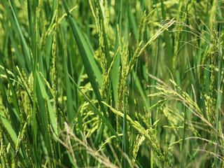 Rice in rice field, Thailand
