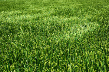 The beautiful landscape of rice fields in Thailand.