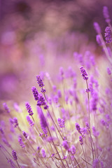 Lavender flowers