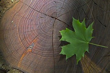 Fresh green maple leaf on wooden stock with sunbeam