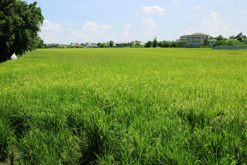 Fototapeta premium Rice in rice field at Thailand