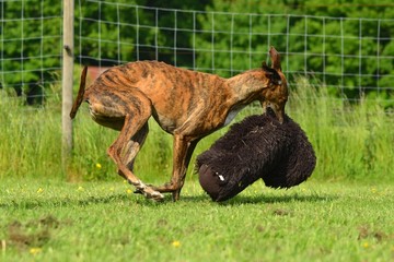 spielender Galgo