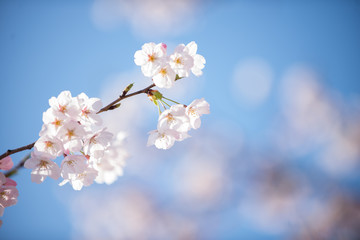 満開の桜
