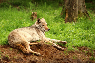 Coyote in the wilderness