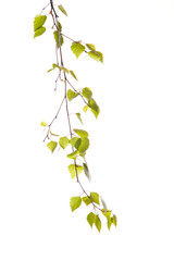 Birch branch