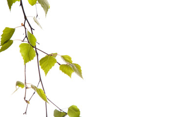 Birch branch