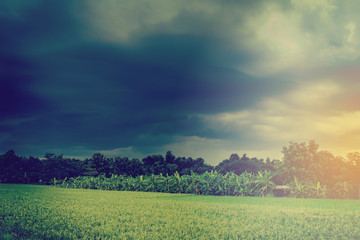 Storm clouds and sky in field meadow