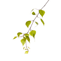 Birch branch