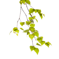 Birch branch