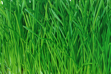 Green grass background
