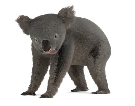 3d render of koala bear