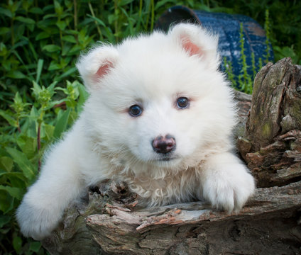 Huskimo Puppy