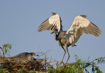 Grey Heron nesting couple