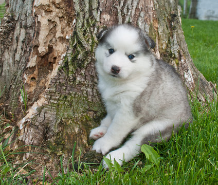 Huskimo Puppy