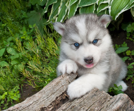 Silly Huskimo Puppy