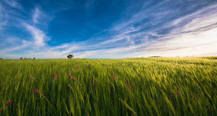 sardinia landscape