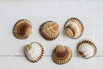 A collection of seashells on a white  background.
