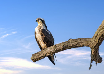 Osprey perched on a tree limb