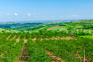Cherry orchard, hilly landscape
