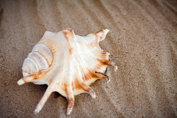 sea shell with sand as background