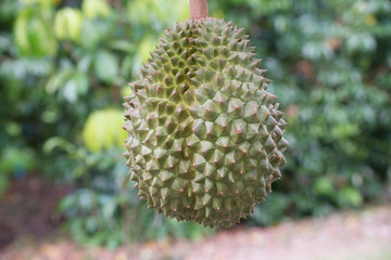 Durian delicious fruit in thailand