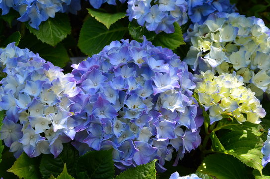 Fototapeta Blaue Hortensienblüten
