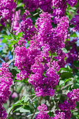 blooming lilac. Close-up beautiful lilac flowers with the leaves