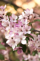 flowers on the white background