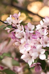 flowers on the white background