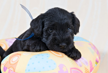 Miniature Schnauzer puppy on cushion