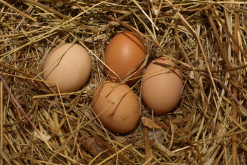 egg lying in a nest
