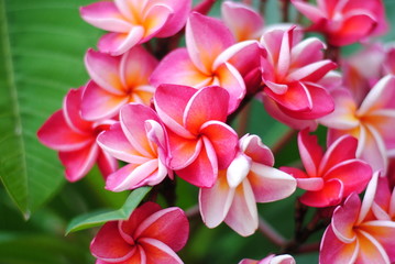 Fototapeta premium flowers,plumeria,backgorund,wall,color,pink,yellow,isolated,petal