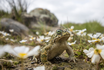 Obraz premium Close up view of the natterjack toad (Epidalea calamita) in nature.