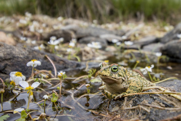 Obraz premium Close up view of the natterjack toad (Epidalea calamita) in nature.