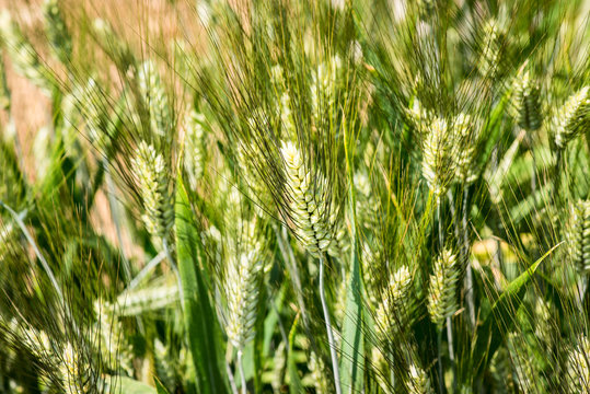 Durum Wheat - Triticum Durum - Poaceae