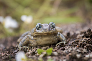 Fototapeta premium Close up view of the Iberian spadefoot toad (Pelobates cultripes) in nature.