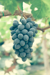 grapes with retro filter effect