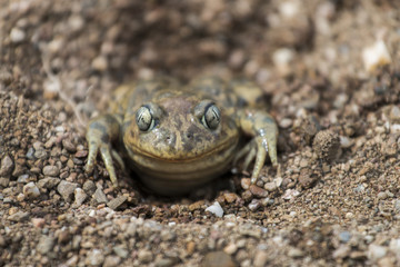 Obraz premium Close up view of the Iberian spadefoot toad (Pelobates cultripes) in nature.