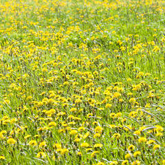 Dandelions in springtime in Finland