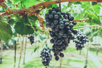 grapes with retro filter effect